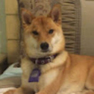 Meet your Posher, Joni